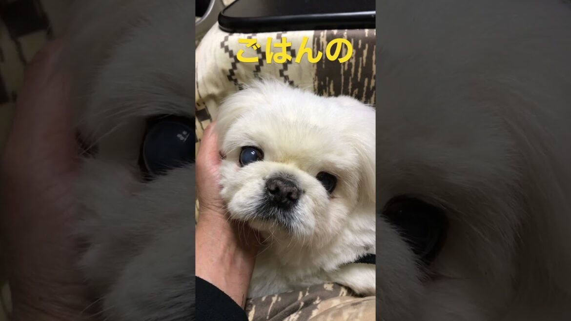何を思っているのかな #ペキニーズ  #pekingese 何を思っているのかな #ペキニーズ  #pekingese