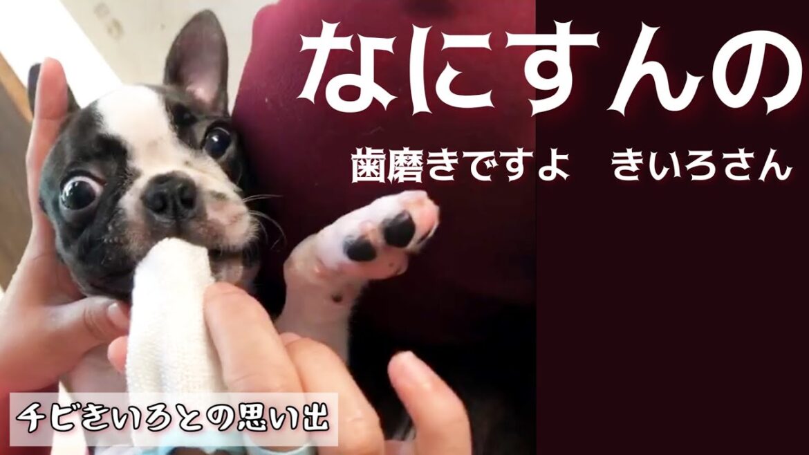 はじめての歯磨き☆ボストンテリアきいろさんの懐かし動画です はじめての歯磨き☆ボストンテリアきいろさんの懐かし動画です
