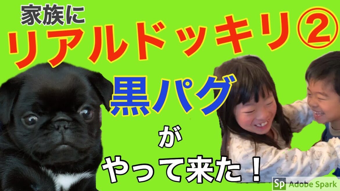 黒パグ即決で家族にリアルドッキリ②