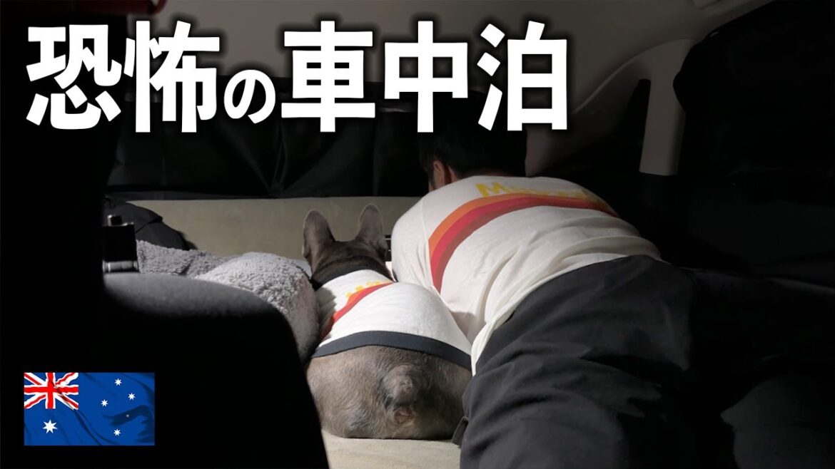 暗闇で野生動物に囲まれる恐怖の車中泊…。愛犬と初めての夜がドキドキでした…