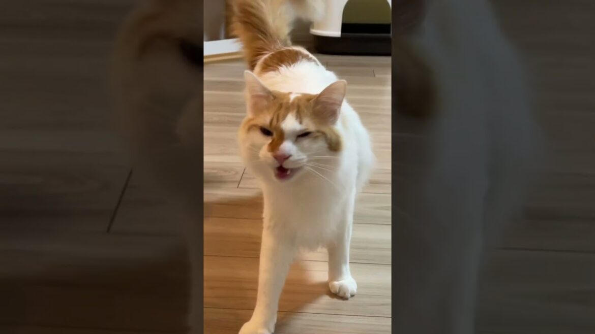 末っ子びびくん”おしゃべりシーン”まとめww　#shorts #funny  #猫 #吾猫