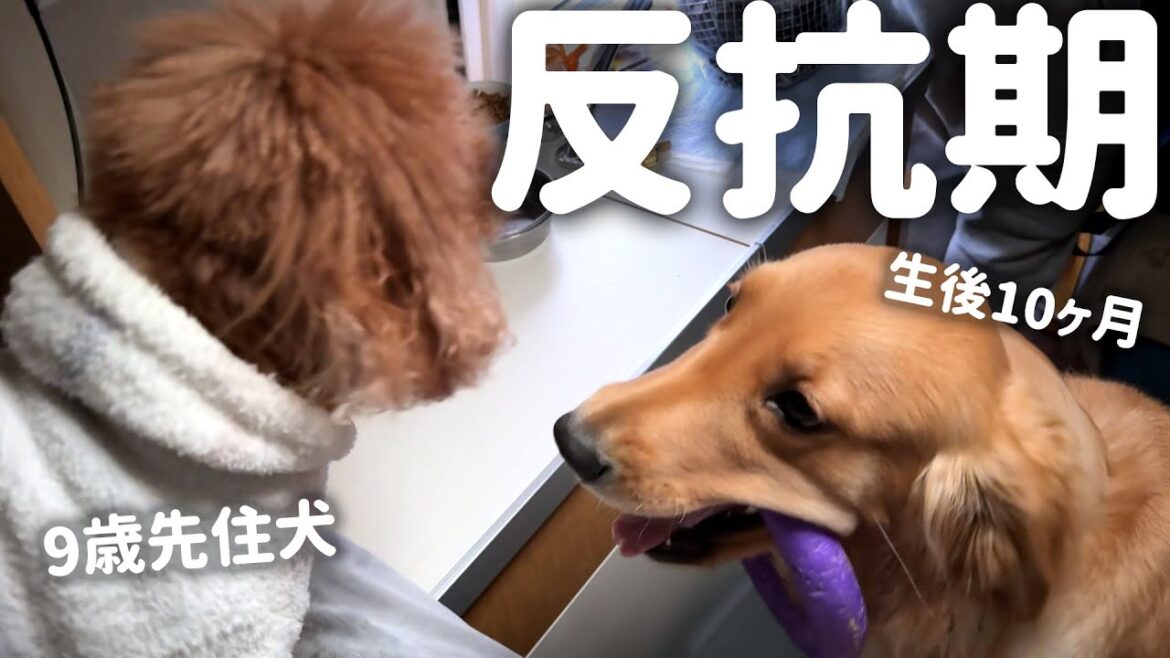 子犬の反抗期がやってきて、先住犬の厳しい指導が入りました（笑）【#ゴールデンレトリバー #ボーダーコリー】