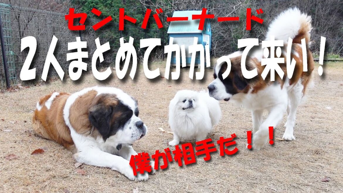 【こんな大きな犬に勝つとは・・・】　セントバーナード２匹相手にどうやって勝った！？　その秘訣　勝者へのインタビューあり　平凡なセントバーナードの日記