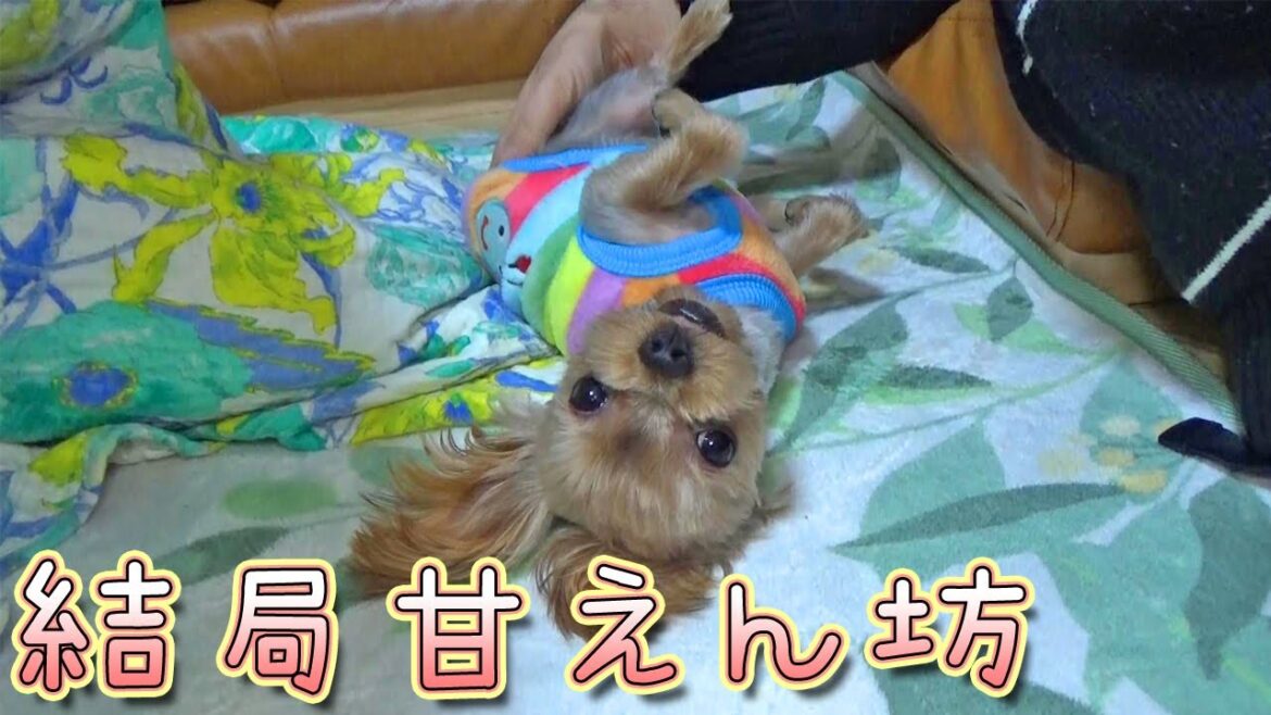 【ヨークシャテリア】なんだかんだで甘えて来るヨークシャテリア【Yorkshire Terrier】 【ヨークシャテリア】なんだかんだで甘えて来るヨークシャテリア【Yorkshire Terrier】
