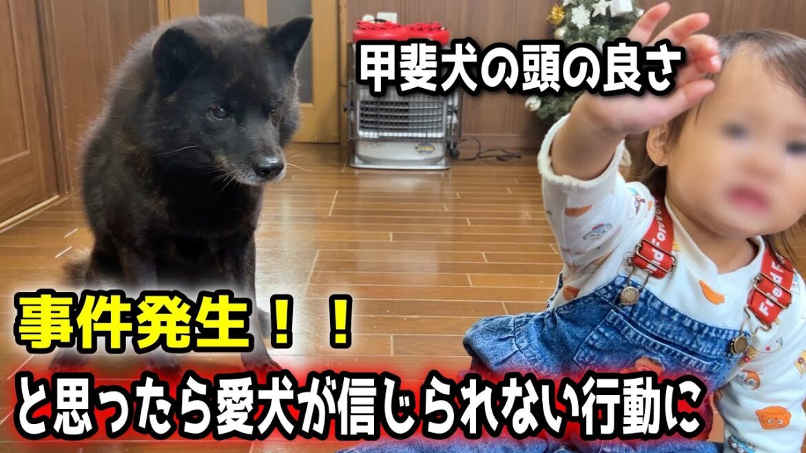 【頭良すぎ】事件発生!と思ったら愛犬が信じられない行動に【甲斐犬一休と猫のしずく】 【頭良すぎ】事件発生!と思ったら愛犬が信じられない行動に【甲斐犬一休と猫のしずく】