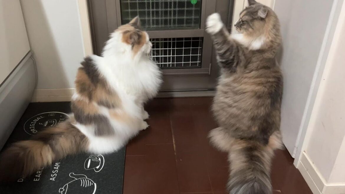 気に入らないとすぐにパンチするノルウェージャンフォレストキャット