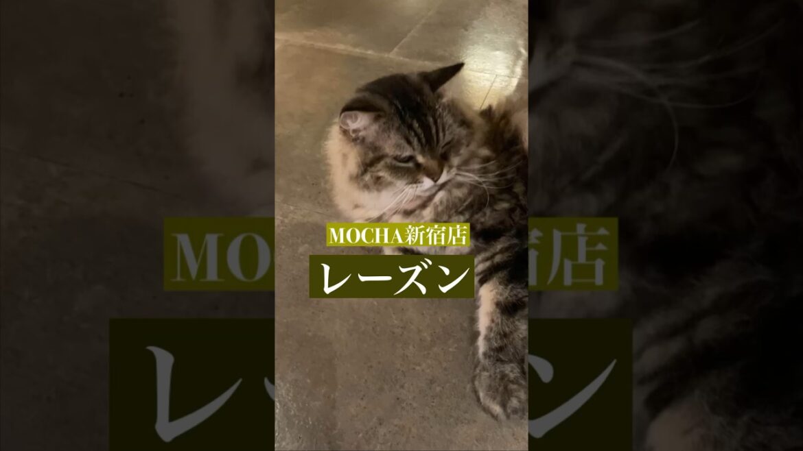今日の猫カフェにゃんこ　🐱レーズン🐱　(スクーカム♂)　#猫カフェモカラウンジ新宿店　2023/8/14撮影　#cat　#ねこ 　#にゃんこ　#ねこカフェ