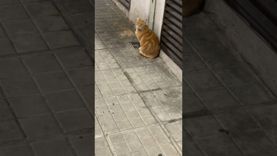 This cute brown cat wants me to feed her some food #catlovers #catshorts