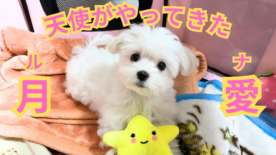 【ご報告】マルチーズの女の子がやってきました