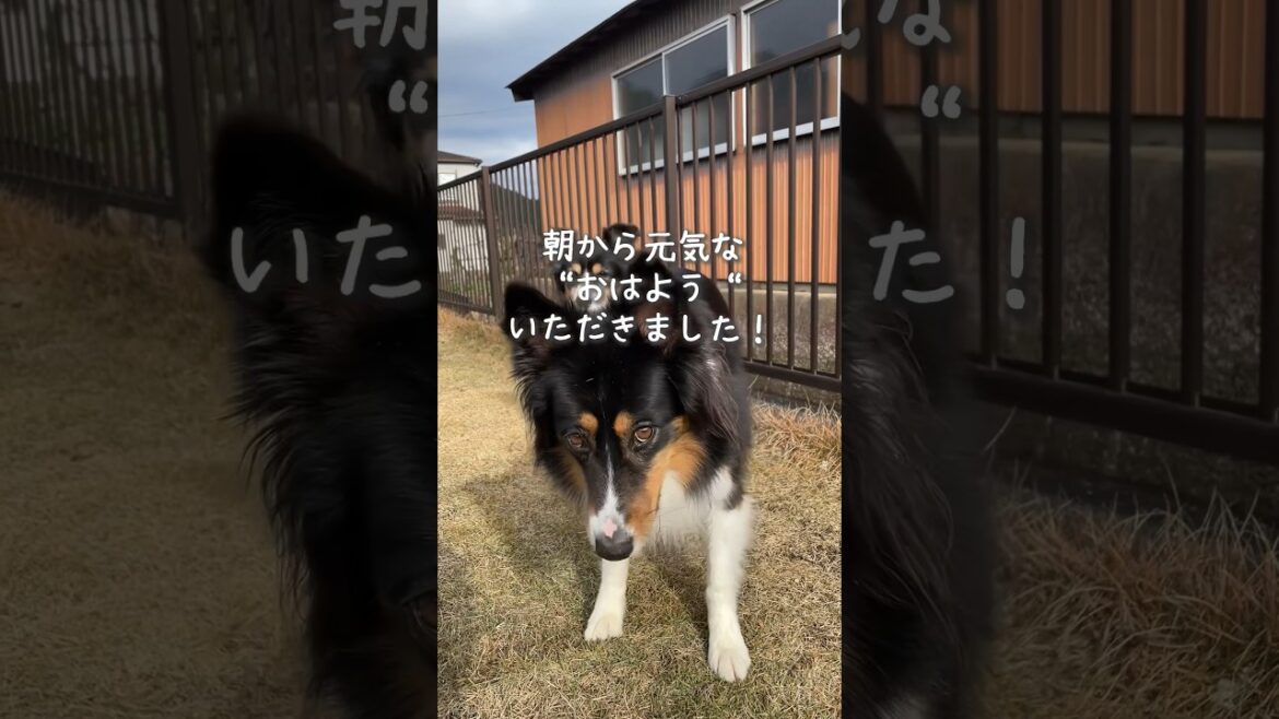 朝から元気におはようを言ってくれるオーストラリアンシェパード #オーストラリアンシェパード #田舎暮らし 朝から元気におはようを言ってくれるオーストラリアンシェパード #オーストラリアンシェパード #田舎暮らし