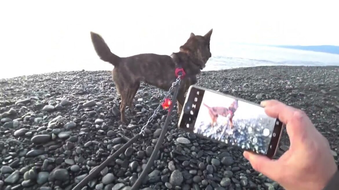 2023初日の出直前の甲斐犬と柴犬【その①】