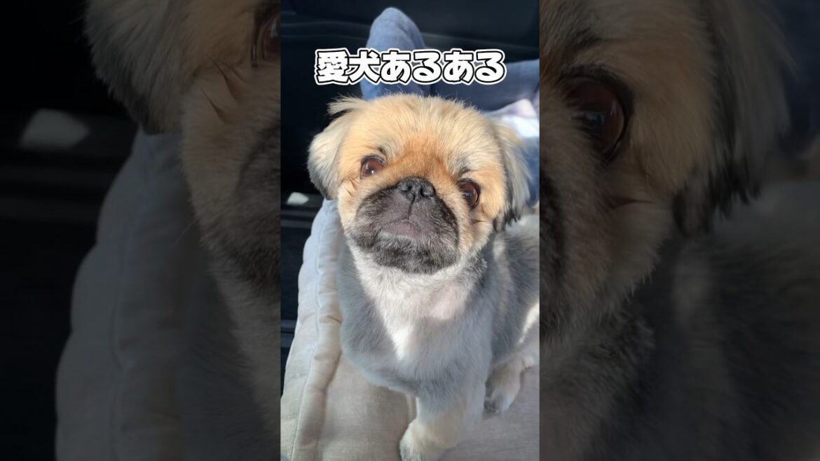 【愛犬あるある】#shorts #pekingese #dog #pekinesedog #ペキニーズ