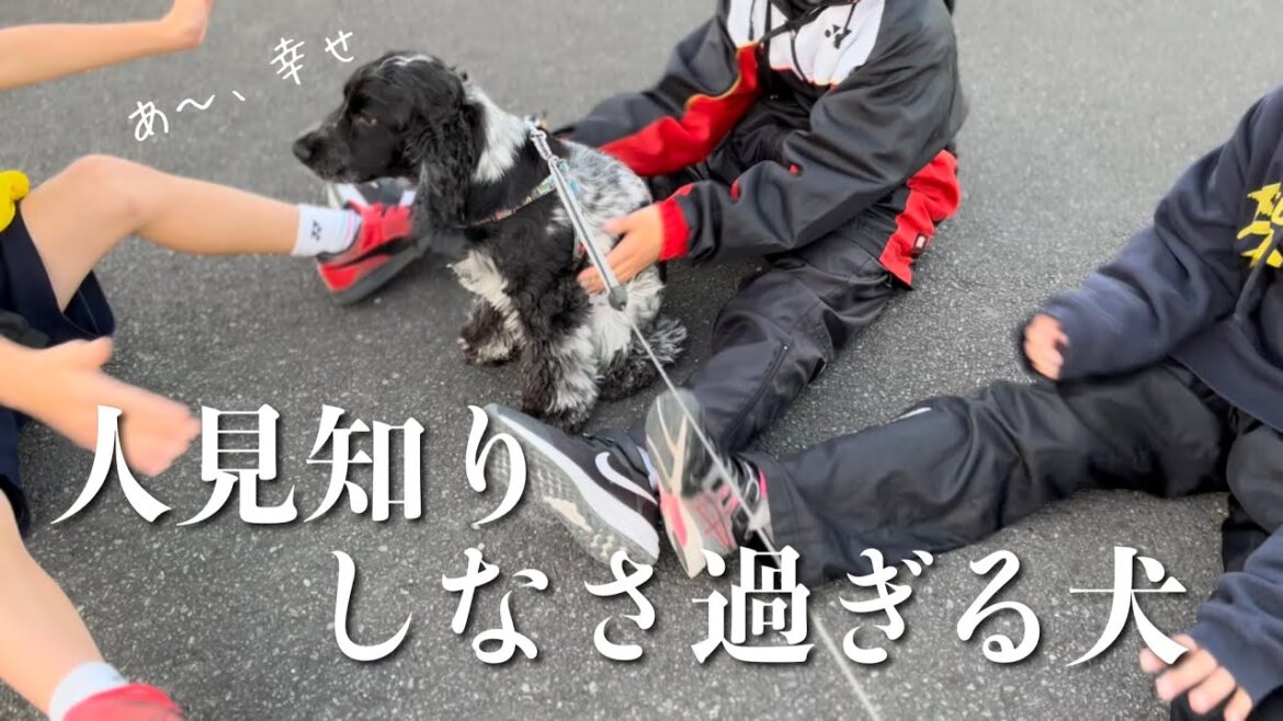 【いつものお散歩#16】人見知りしなさ過ぎる犬　イングリッシュコッカースパニエル 「みみ」の気持ち