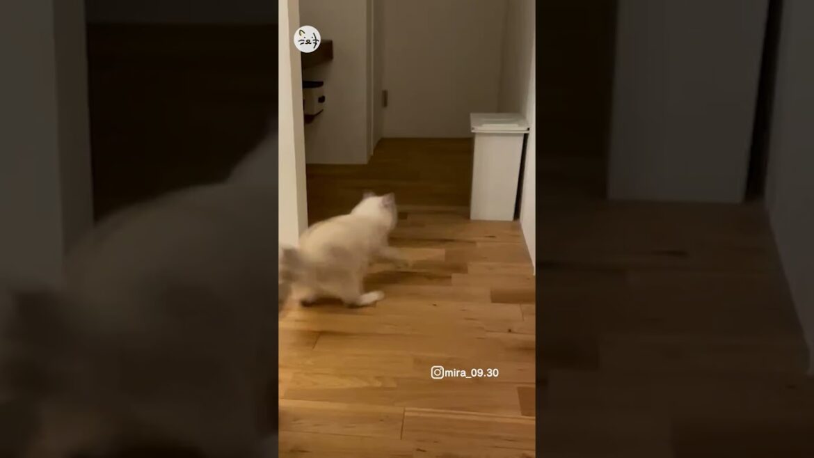 【猫動画】華麗にターンを決めるサイベリアン子猫「ミラちゃん」🐈Turn with a flourish！ #猫王国 #サイベリアン子猫 #catlover