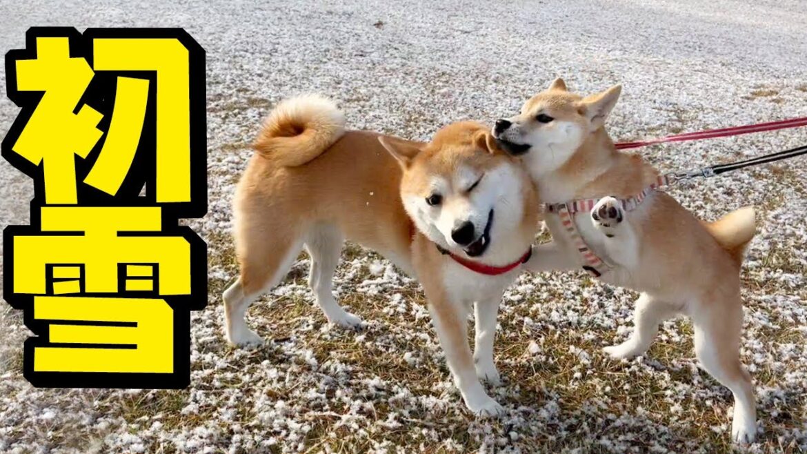 【号外】初雪に超絶大はしゃぎする柴犬姉妹が元気すぎて大変な事になりました… 【号外】初雪に超絶大はしゃぎする柴犬姉妹が元気すぎて大変な事になりました…