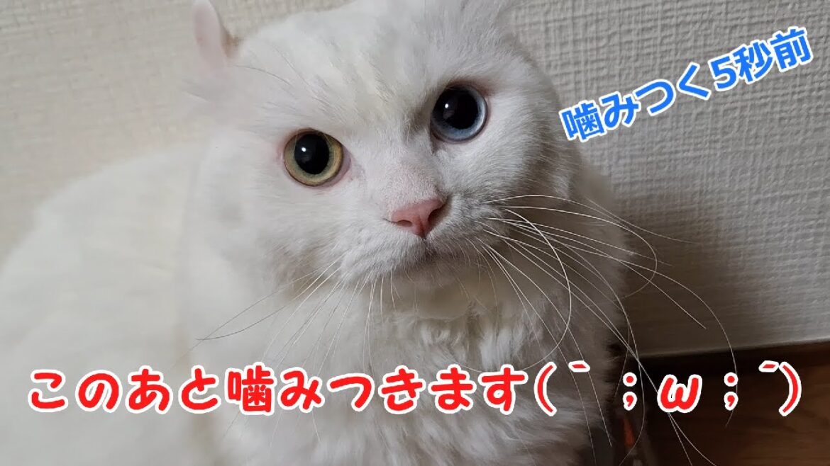 【オッドアイ幸せを呼ぶ猫】やっぱり噛みつくラビちゃん(´；ω；`)【キンカロー】#猫#cat#白猫#キンカロー#shorts