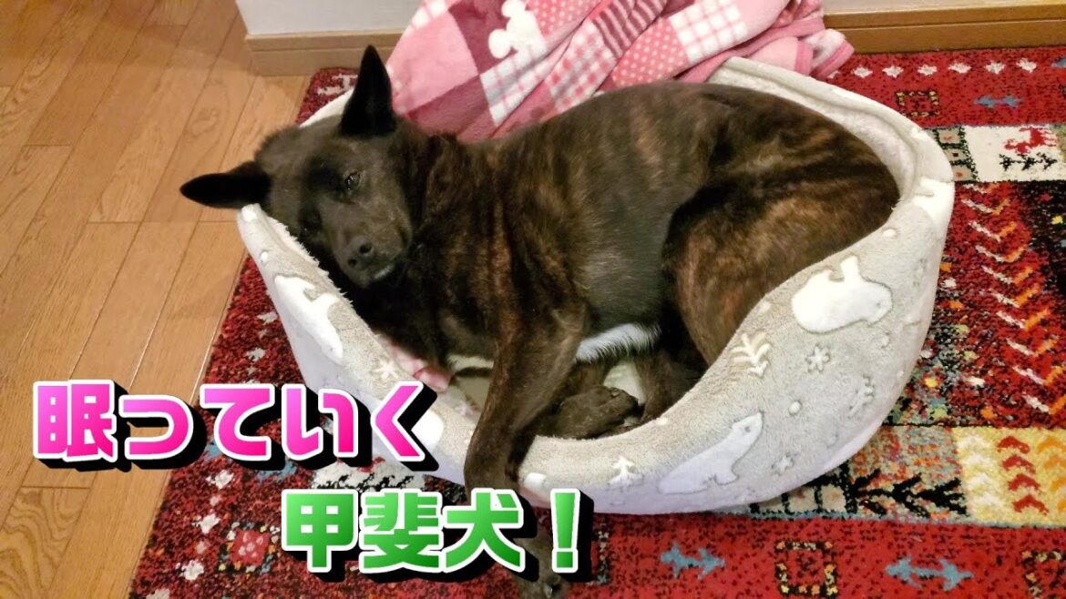 寝付いて行く甲斐犬- 甲斐犬いち 寝付いて行く甲斐犬- 甲斐犬いち