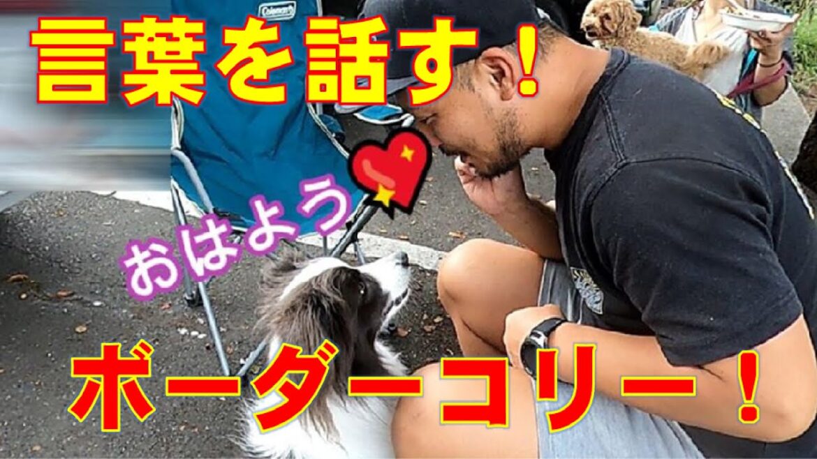 夏の想い出！ハイエースで車中泊してからの本栖湖で犬とサップ♪＾＾