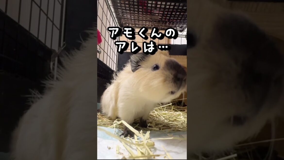 アビシニアンロシアンスモークモルモットのアモくんのアレは… アビシニアンロシアンスモークモルモットのアモくんのアレは…