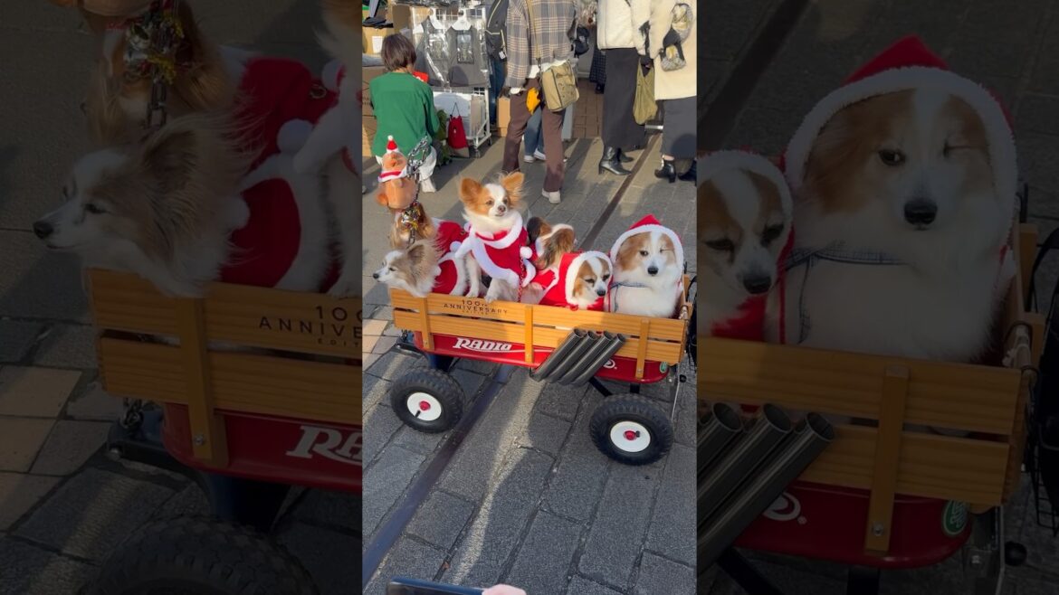 ぎゅうぎゅうなパピヨンサンタ🎅 #shorts