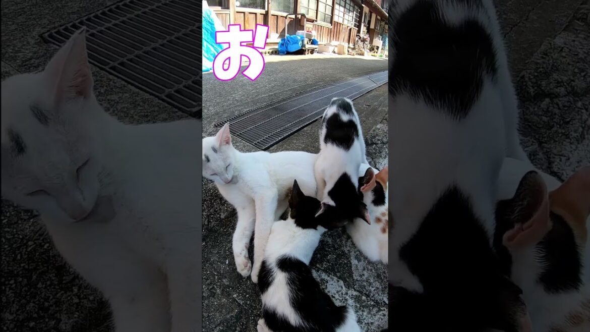 猫」「CAT & PEACE」#cat #ソマリ #ねこ動画 #猫動画 #猫好きさんと繋がりたい #野良猫