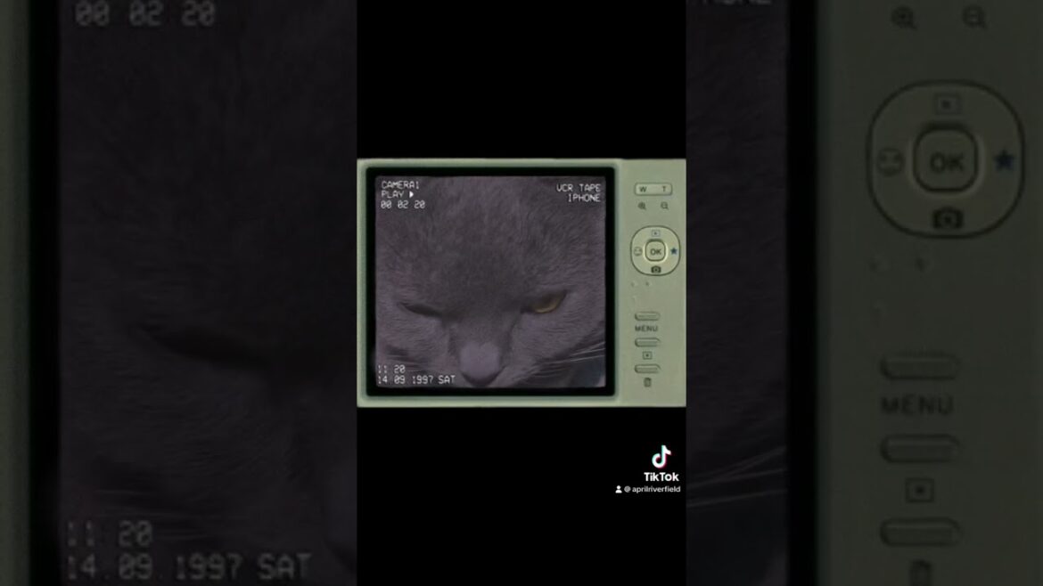 ビンテージ風の猫       #シャルトリュー #japan #kawaii #猫のいる暮らし #猫 #シャルトリュー #pets #ねこ #chartreux #にゃんこ