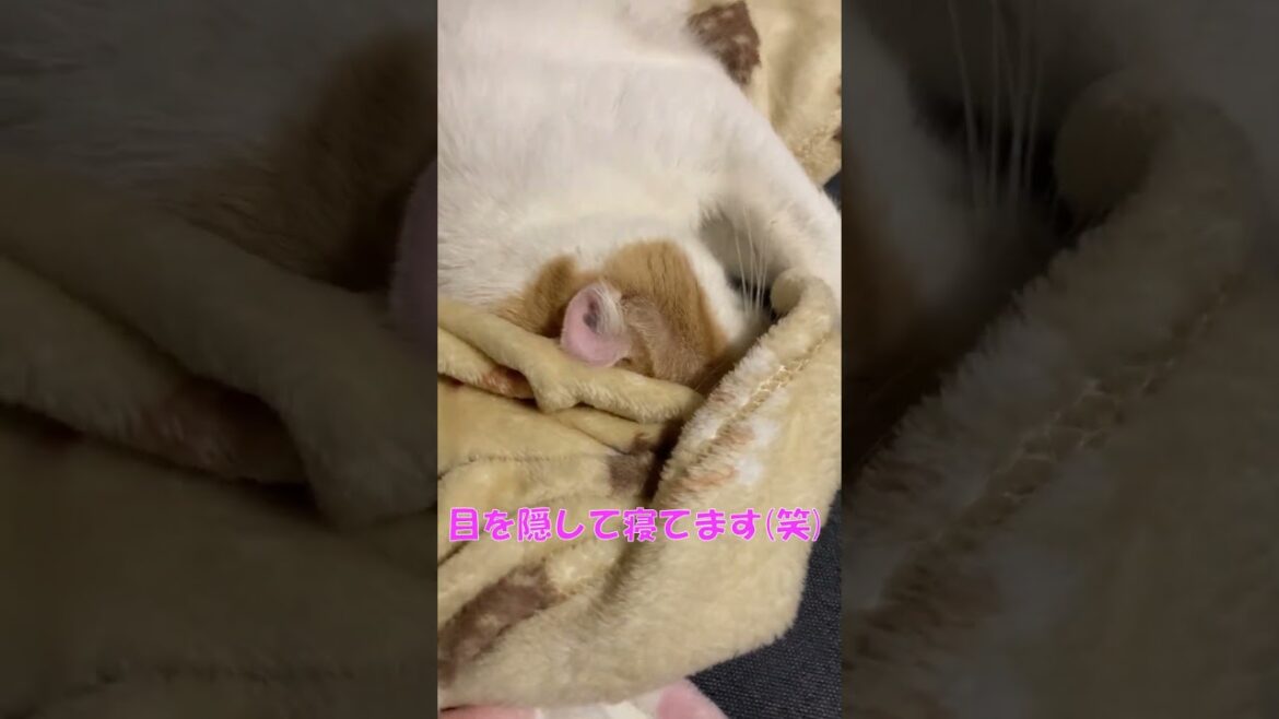 猫だって寝る時はまぶしいのです #shorts  #猫 #アメリカンカール #cat