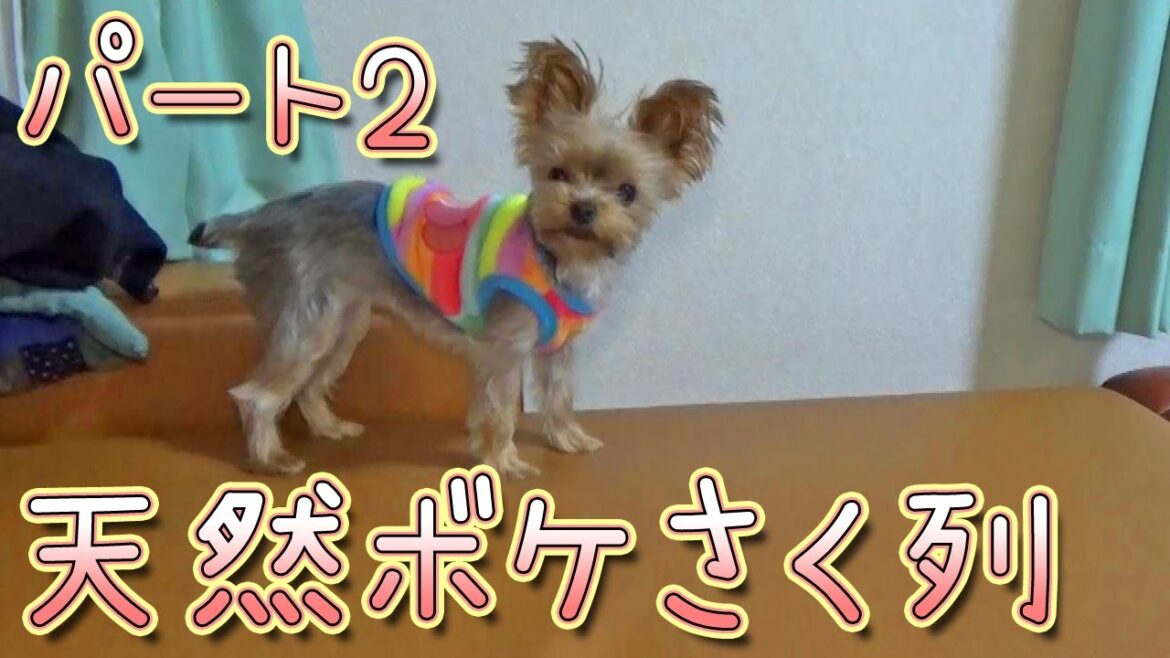 【ヨークシャテリア】またまた天然ボケをかましてくるヨークシャテリア【Yorkshire Terrier】
