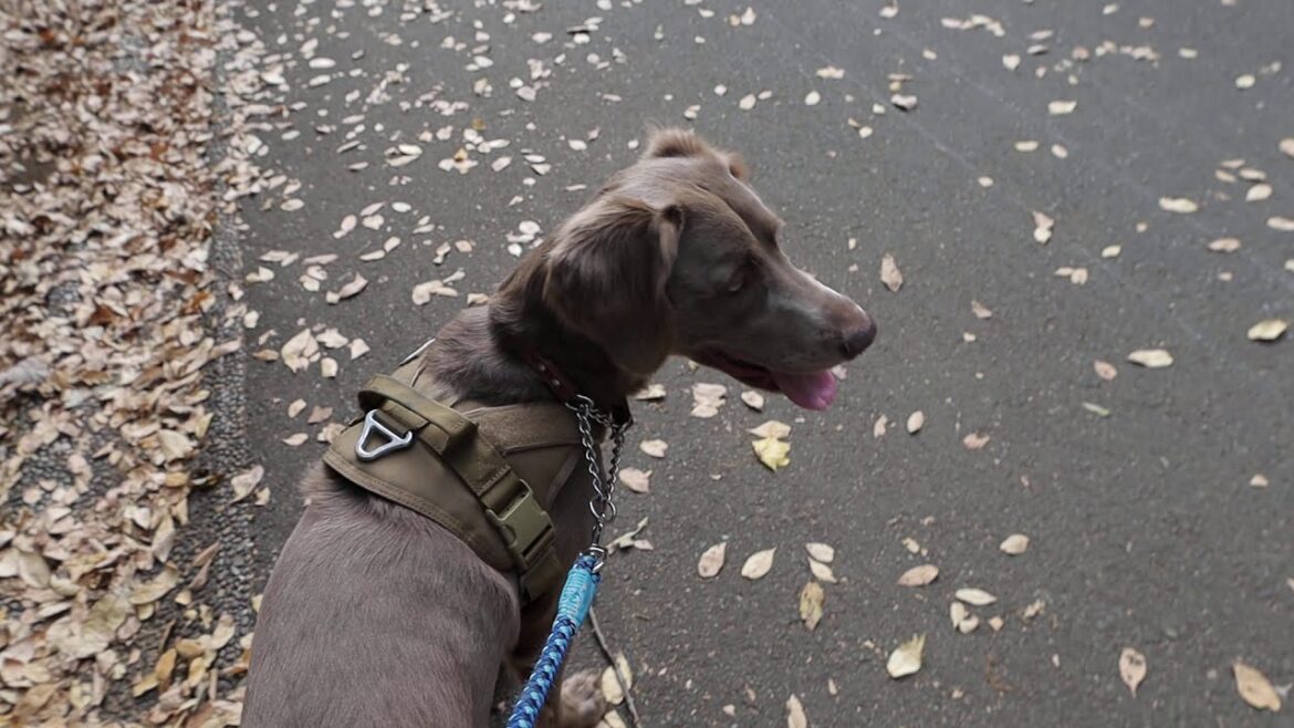 【ワイマラナーロングヘアード】久しぶりの昭和記念公園