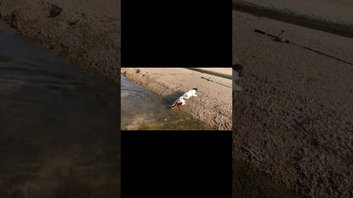 [泳ぐ猫] (swimming cat) swimming munchkin