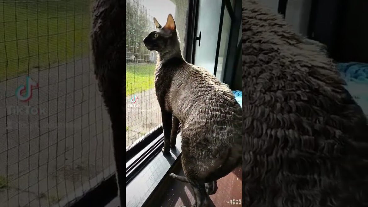 Grey Tabby Cornish Rex Cat