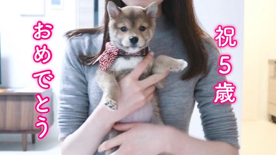 こんなに小さかった子犬が5歳に…皆さんのお陰で素敵な誕生日になりました！