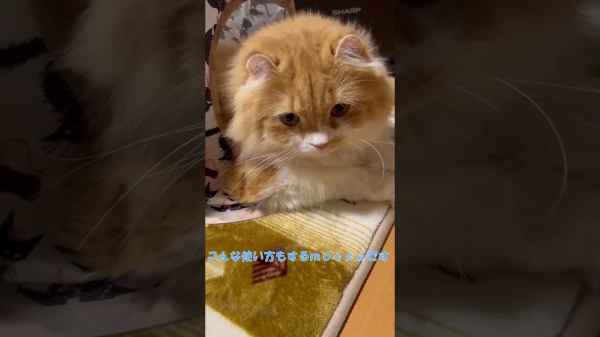 いつもは頭だけ突っ込んでるのに #shorts  #猫 #アメリカンカール #cat