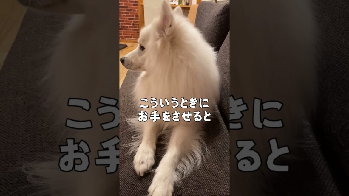パパ不在中、雑な扱いをうける母　#japanesespitz #日本スピッツ #shorts