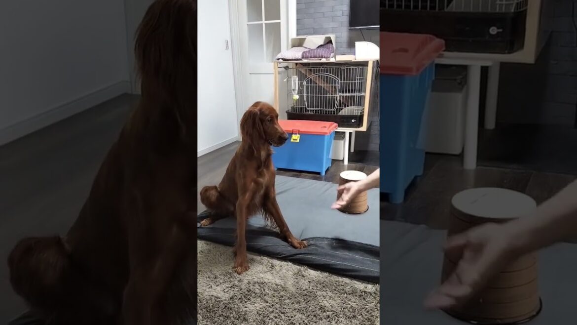 新技練習中 #irishsetter #アイリッシュセッター #ペット #大型犬 #大型犬のいる生活 #犬のいる暮らし