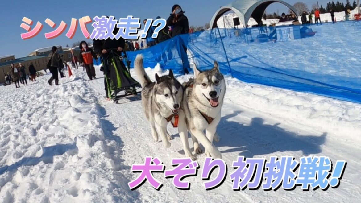 シベリアンハスキー　シンバの犬ぞりチャレンジ