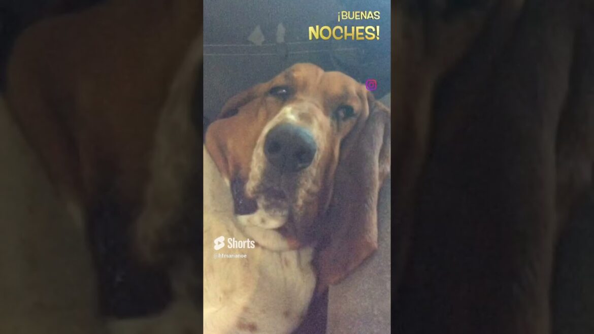 #shorts | El pachón | #bassethound #funypets #bassethounds #doglover #funnyanimals #funnyshorts