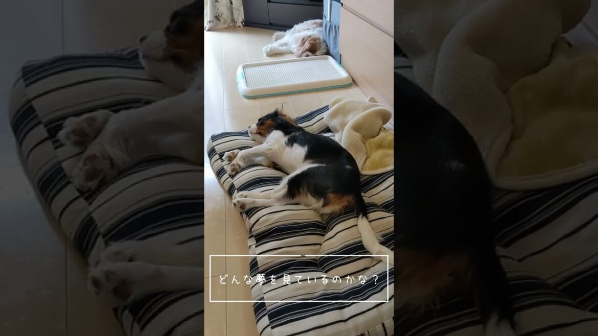 夢を見るキャバリアさん #shorts