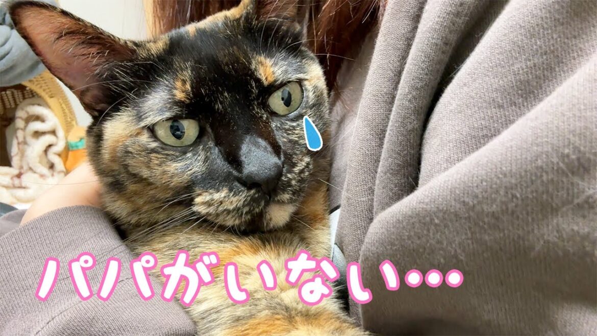 パパがお出かけ日の猫たちの様子が少し変でした