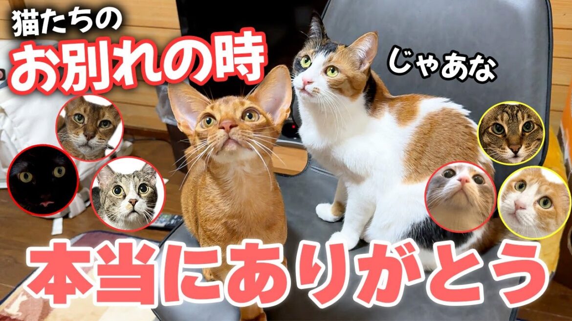 【最終回】ついに猫達の別れの時がやってきました。たくさん遊んでくれて本当にありがとう！！！