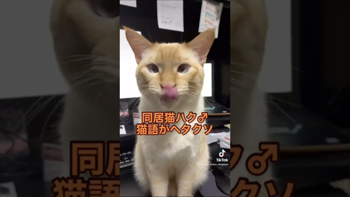 バズったショート集【笹かま猫ハク編】① #shorts #ねこかつ #保護猫 #ぬこ #モフモフ #ねこ #ぬこ様 #猫のいる暮らし #茶シャム #シャムミックス #笹かま猫 バズったショート集【笹かま猫ハク編】① #shorts #ねこかつ #保護猫 #ぬこ #モフモフ #ねこ #ぬこ様 #猫のいる暮らし #茶シャム #シャムミックス #笹かま猫