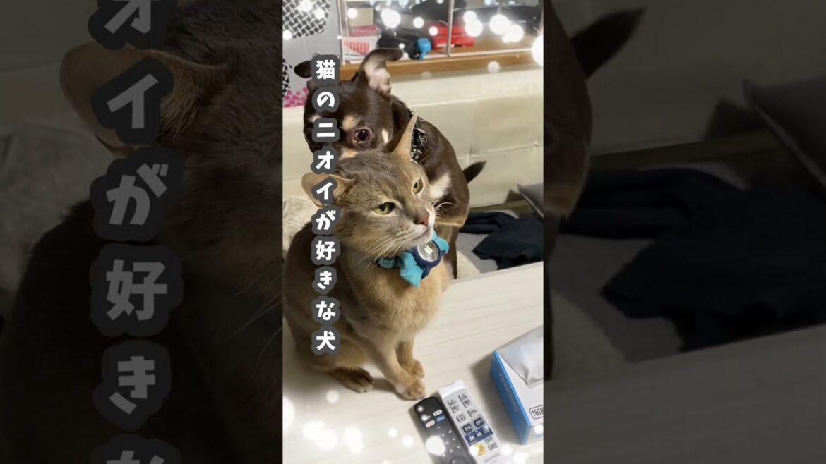 (アビ&チワワ) 猫のニオイが好きな犬 #shorts #アビシニアン #チワワ