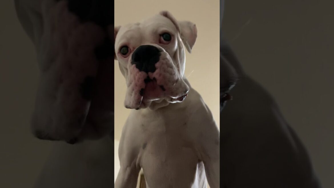 チャムの毛くわえてますよー　ボクサー犬