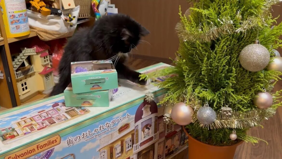 クリスマスプレゼントを入念にチェックする猫　ノルウェージャンフォレストキャット　ラガマフィンA cat checking Christmas presents.