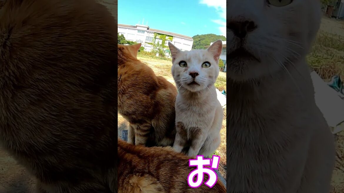 猫」「CAT & PEACE」#cat #ソマリ #ねこ動画 #猫動画 #猫好きさんと繋がりたい #野良猫