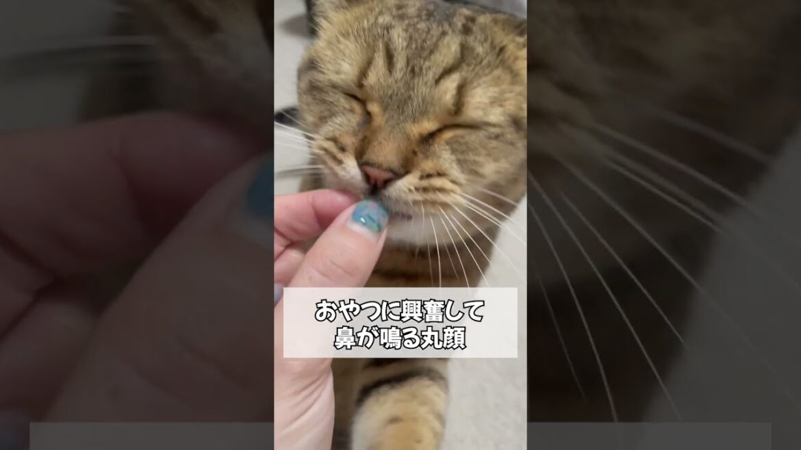 【猫動画】興奮しすぎて鼻から変な音出てるんだがww #shorts 【猫動画】興奮しすぎて鼻から変な音出てるんだがww #shorts