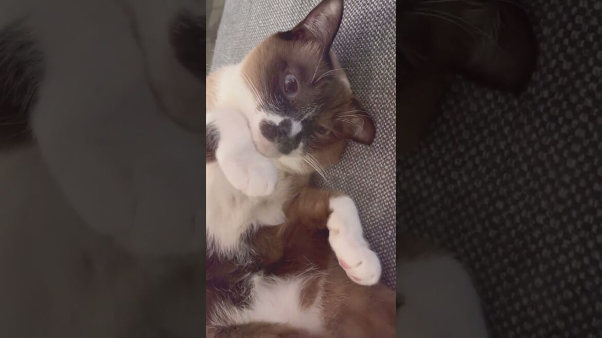 shorts④ #猫 #シャム #シャムミックス #むぎだい #保護猫 #siamese #cat #ねこ #protection  #シャムmix #ドアップ