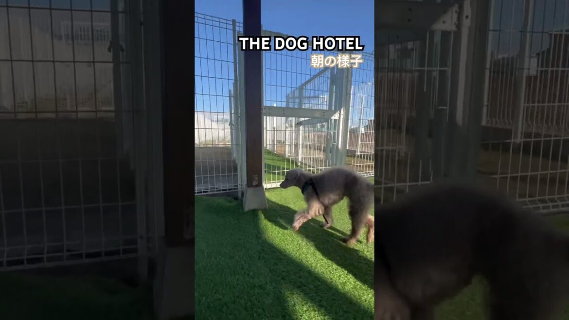 2023/12/18 THE DOG HOTEL マリオくん
