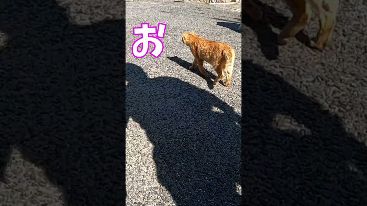 猫」「CAT & PEACE」#cat #ソマリ #ねこ動画 #猫動画 #猫好きさんと繋がりたい #野良猫