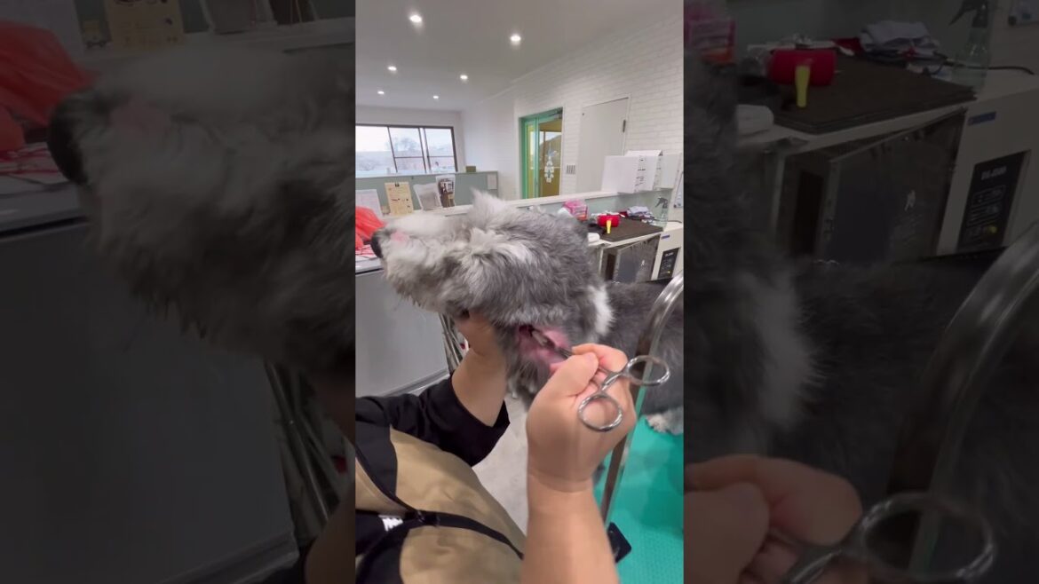 ビアデットコリーのシャンプー　ポコちゃん #dog #わんちゃん #ぱくぱく #和歌山 #ショート #ナノバブル #トリミングサロン #ビアデットコリー#大型犬